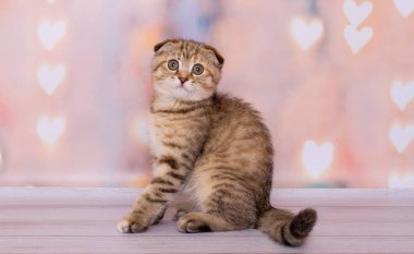 sevimli İskoç kat tabby kedi yavrusu