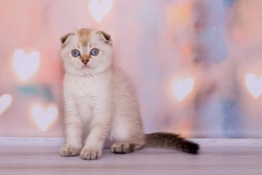 Kalplerin bir arka plan üzerinde İskoç kat kedi yavrusu