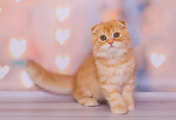 Bonito Escocês Dobra Gengibre Gatinho — Fotografia de Stock