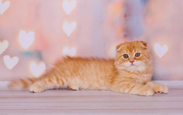 Bonito Escocês Dobra Gengibre Gatinho — Fotografia de Stock