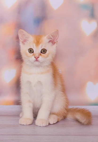 Escocés Escocés Recta Gatito Fondo Corazones — Foto de Stock