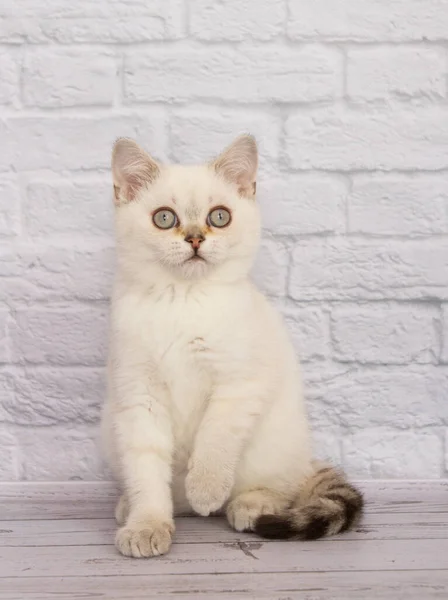 Gatito Blanco Escocés Sienta Sobre Fondo Liso — Foto de Stock