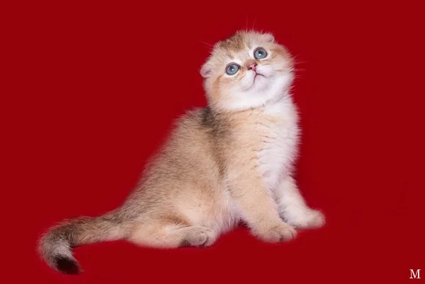 Scottish Fold Kitten Isolatedthe Background — Stock Photo, Image