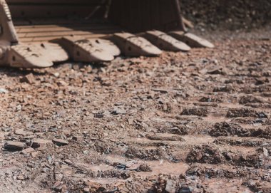 Uç agarics nella foresta di autunno