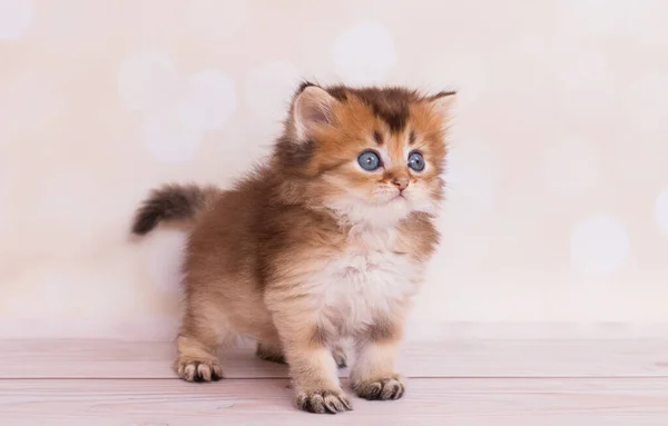 Kitten Straight Scottish Highland — Stock Photo, Image
