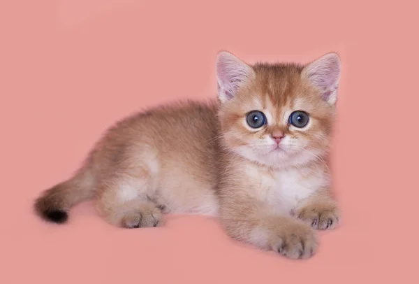 Escocês Gatinho Reto Cor Vermelha — Fotografia de Stock