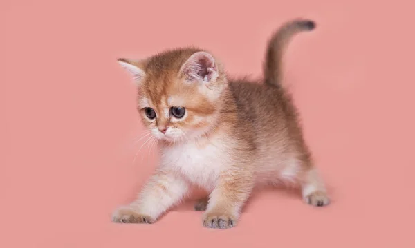Schottisches Straight Kitten Von Roter Farbe — Stockfoto