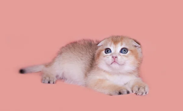 Scottish Fold Kitten Peach Background — Stock Photo, Image