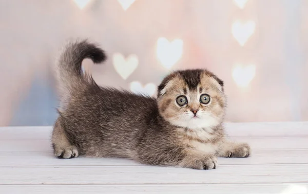 Koyu Renkli Skoç Kedi Yavrusu — Stok fotoğraf