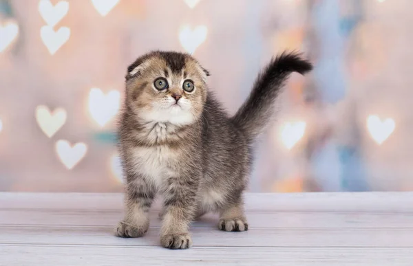 Falten Schottisches Kätzchen Von Dunkler Farbe — Stockfoto