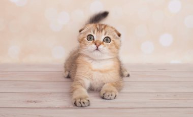 İskoç kedi yavrusu oyun oynuyor.