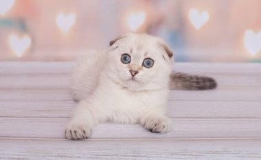 İskoç kedi yavrusu oyun oynuyor.