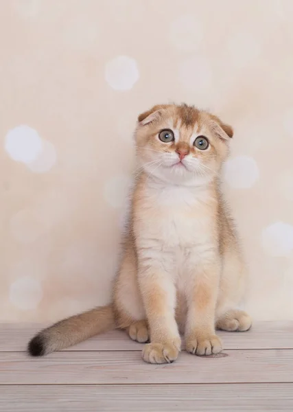 Scottish Doblez Gatito Jugando Divertido — Foto de Stock