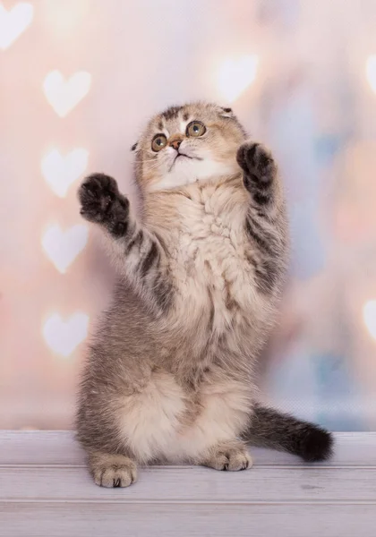 Escocês Dobrar Gatinho Jogar Diversão — Fotografia de Stock