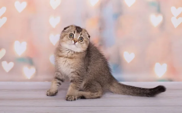 Scottish Doblez Gatito Jugando Divertido — Foto de Stock