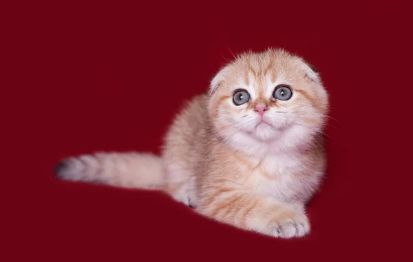 Golden Scottish Fold Playing Photo Studio — Stock Photo, Image