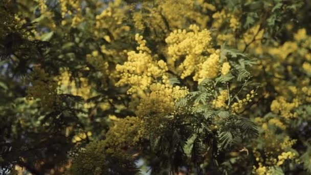 Sprigs of fluffy yellow mimosa in a close-up — Stock Video