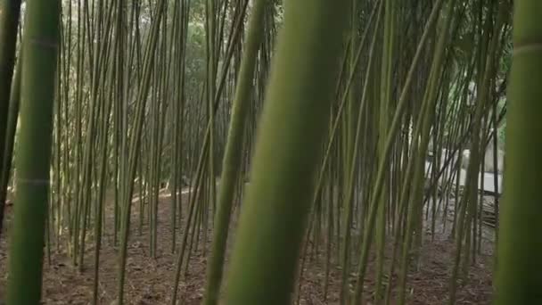Menina bonita em uma camisola azul oversize e jeans foge entre moitas de bambu — Vídeo de Stock