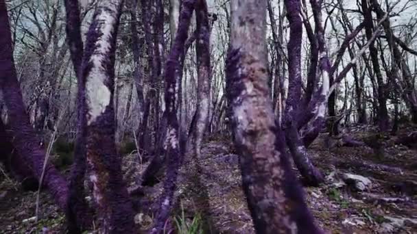 Βιολετί παραμυθένιο δάσος. Όμορφο αθλητικό κορίτσι περπατάει μέσα από το εξωπραγματικό μωβ δάσος σε μια ηλιόλουστη μέρα. Φαντασία, εξωπραγματικό, παραμυθένια ατμόσφαιρα — Αρχείο Βίντεο