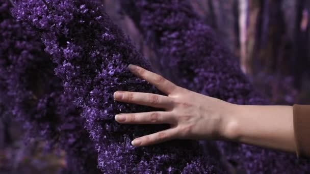 Floresta de contos de fadas violeta. A mão feminina toca o musgo roxo encaracolado em um tronco de árvore em um close-up. Fantasia, irreal, atmosfera de conto de fadas — Vídeo de Stock