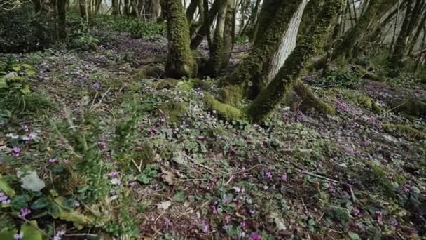 Uprostřed pohádkové lesa je mýta purpurového cyklamionu — Stock video