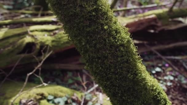 Er is een met mos bedekte boomstam in een close-up — Stockvideo