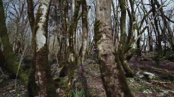 Een mooi meisje loopt in het met mos bedekte sprookjes woud op zonnige dag — Stockvideo