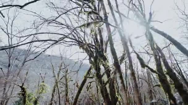 Há árvores de contos de fadas cobertas de musgo à luz do sol — Vídeo de Stock