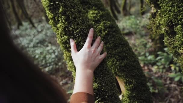 Ein Mädchen streicht mit der Hand über den moosbedeckten Baumstamm — Stockvideo