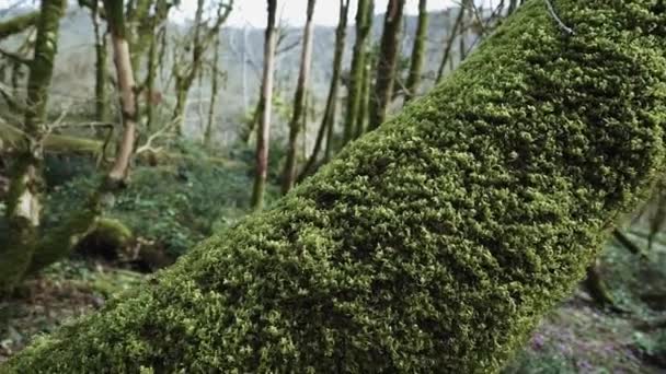 Belle fille vient à l'arbre et touche la mousse et elle veut s'endormir dessus — Video