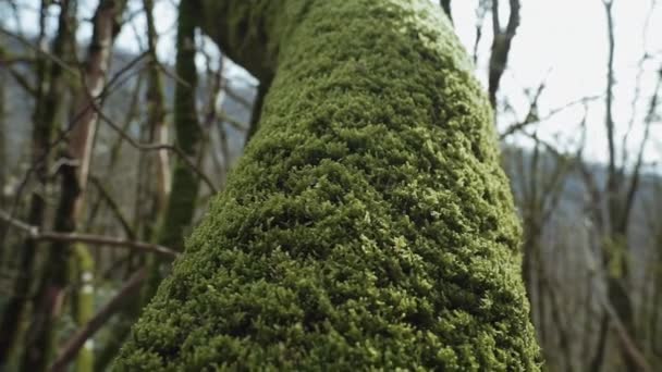 There is the tree trunk which is covered with thick green moss in a close-up — Stock Video