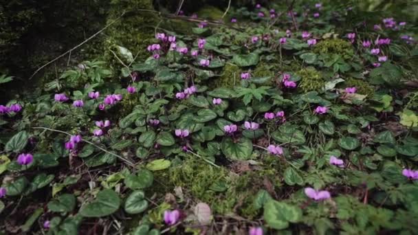 Vuelo sobre ciclamens púrpura en piedras — Vídeos de Stock