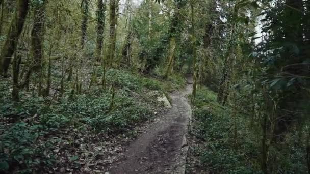 Caminho sinuoso em uma floresta de buxo — Vídeo de Stock