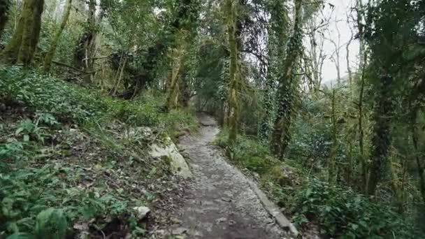 Caminhe no caminho entre as árvores que são cobertas com ligadura e musgo em uma floresta misteriosa . — Vídeo de Stock