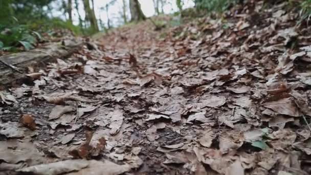 Voo sobre o caminho da floresta coberto com folhas secas em um close-up . — Vídeo de Stock