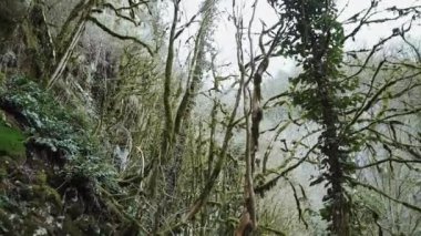 büyülü orman sis içinde kefen