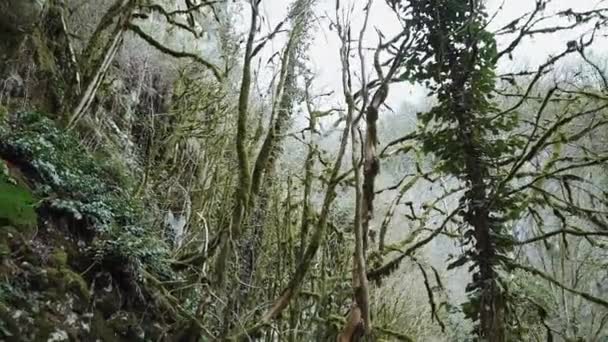 Зачарованный лес, окутанный туманом — стоковое видео