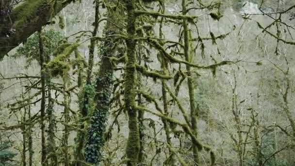 The unbelievable fairy trees covered with moss and bind. — Stock Video