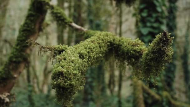 Vuelo más allá de sinuosas ramas peludas en el misterioso bosque de niebla en un primer plano . — Vídeos de Stock