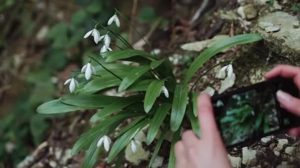 Girl takes the picture of white snowdrops, hands in a close-up — Stock Video