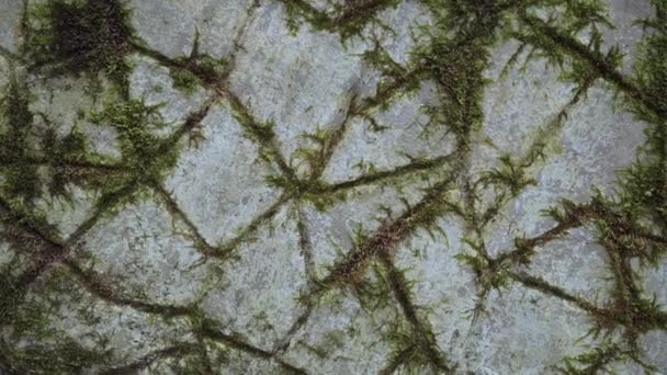 コンクリートの上の派手な苔のパターン. — ストック動画