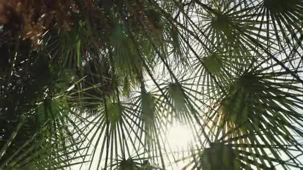 Liści palmowych jest w sunlights. Słońce świeci przez liście palmowe. — Wideo stockowe