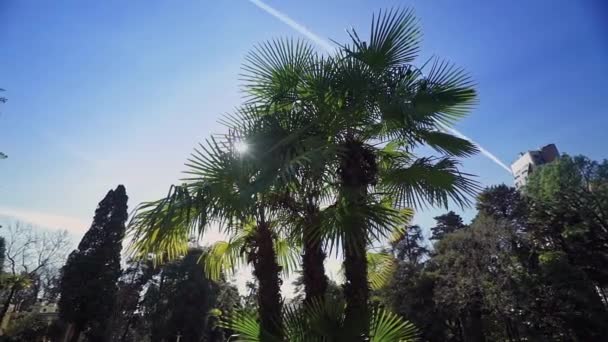 Tři Palmové stromy v paprskových světlech proti modrému nebi a zelené zahradě. — Stock video
