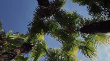 Mavi gökyüzüne karşı güneşli bir günde palmiye ağaçlarının yeşil yaprakları bak