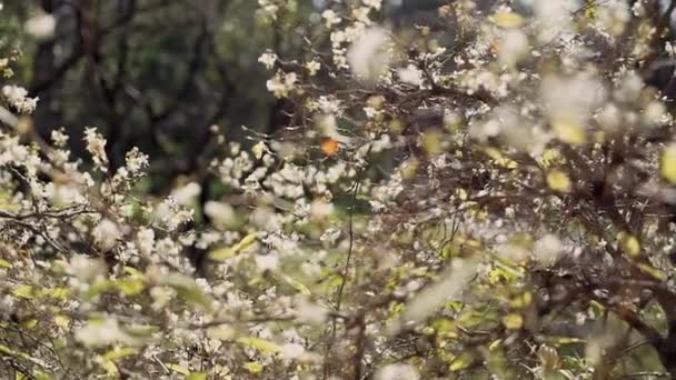 Kleine weiße Blüten im Sonnenlicht in Nahaufnahme — Stockvideo