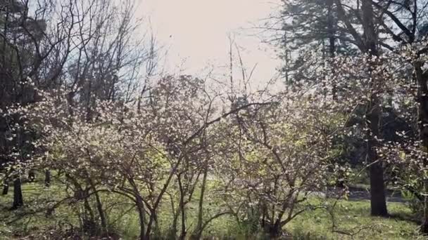 Arbusto con las pequeñas flores blancas está en la luz del sol en la primavera — Vídeos de Stock
