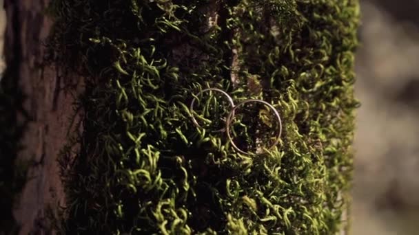 Anéis de casamento dourados está no fundo do musgo verde grosso — Vídeo de Stock