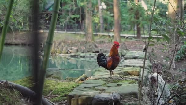 Beautiful brown decorative rooster with a black tail in a beautiful park is standing by the pond — Stock Video