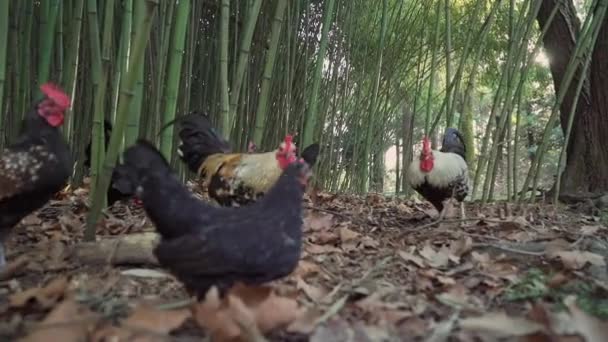 Poulets décoratifs sont à la recherche de la nourriture parmi les feuilles sèches dans un bosquet de bambous — Video