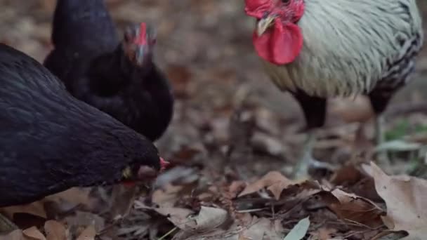 Beautiful black and white rooster is on blurred background in a close-up — Stock Video